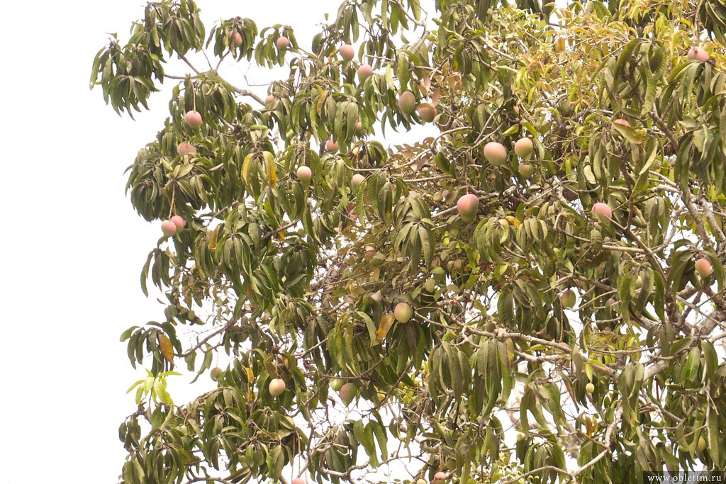 Плоды манго