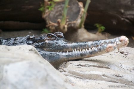 Биопарк в Фуэнхироле, ч.4: крокодилы и бегемот.